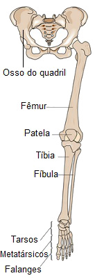 Os ossos dos membros inferiores podem ser divididos em quatro grupos: ossos do quadril, coxa, perna e pé