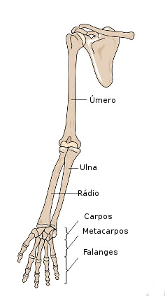 Ossos dos membros superiores do esqueleto humano