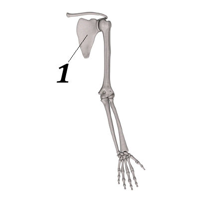 Observe os ossos que formam o membro superior