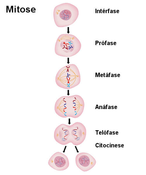 Mitose e meiose: tabela comparativa e exercícios - Escola Kids