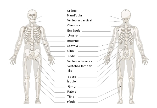 Nomes de ossos do esqueleto humano