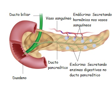 O pâncreas é um exemplo de glândula exócrina
