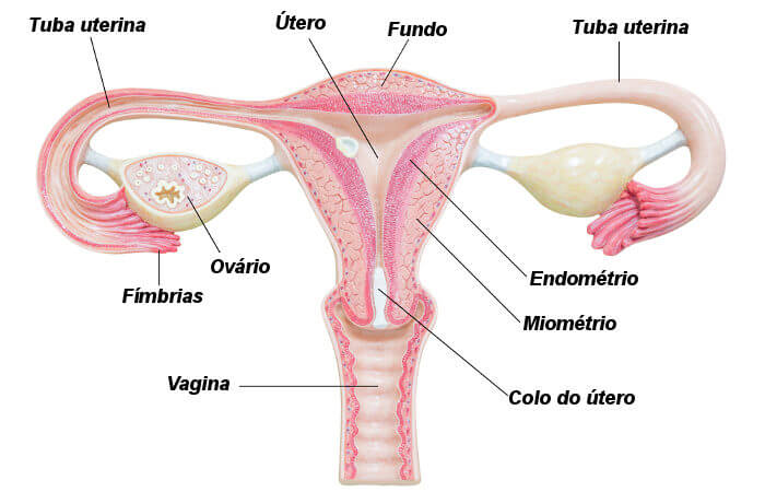 Observe atentamente as principais partes do útero.