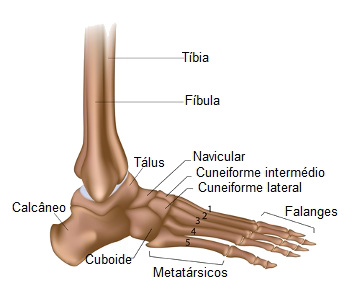 Observe os ossos que formam o pé