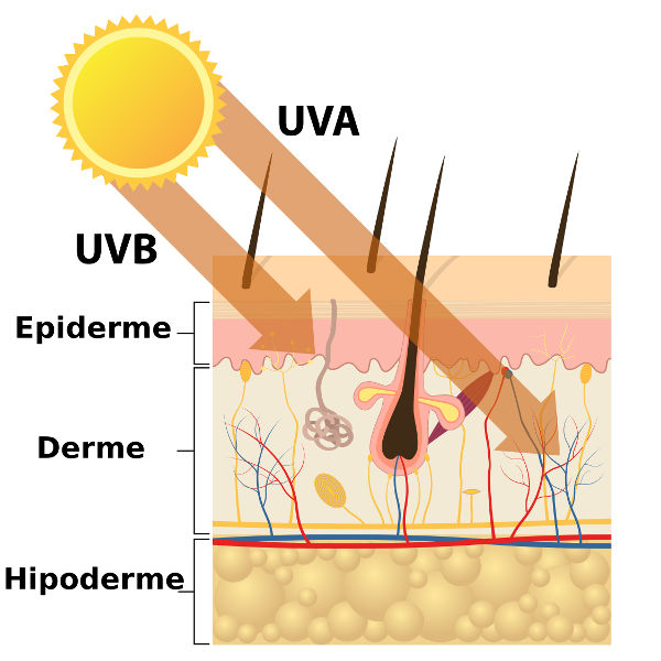 Os raios UVA e UVB penetram em profundidades diferentes da pele