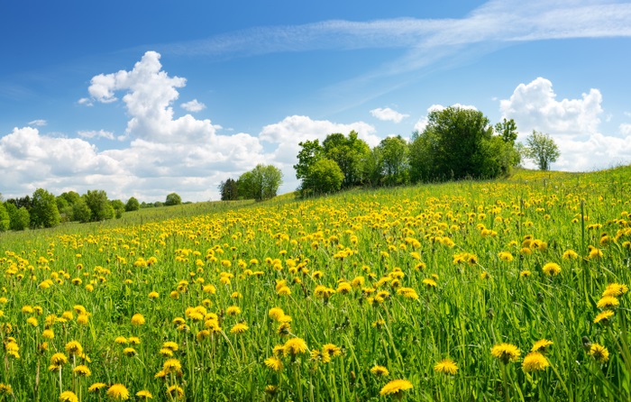 Campo florido representando a primavera, uma das estações do ano.