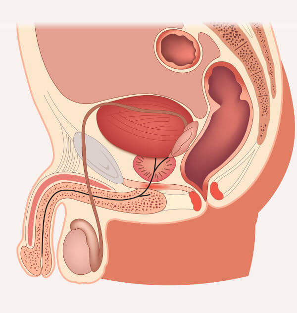 O pênis faz parte do sistema genital masculino e deve ser higienizado com atenção.