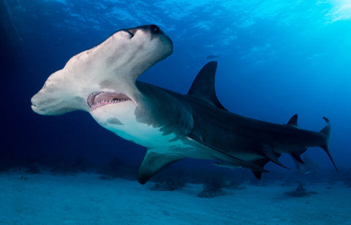 Observe a cabeça característica do tubarão-martelo.