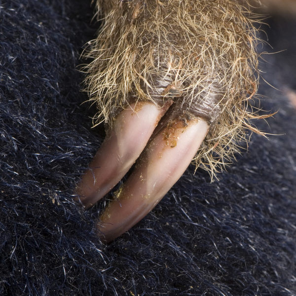 Observe as grandes unhas das preguiças.