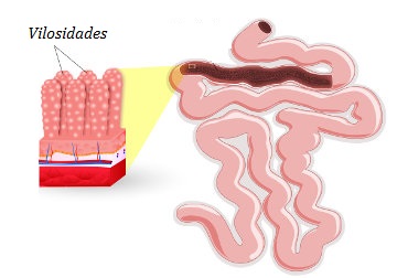 As vilosidades e as microvilosidades aumentam a superfície de contato do intestino