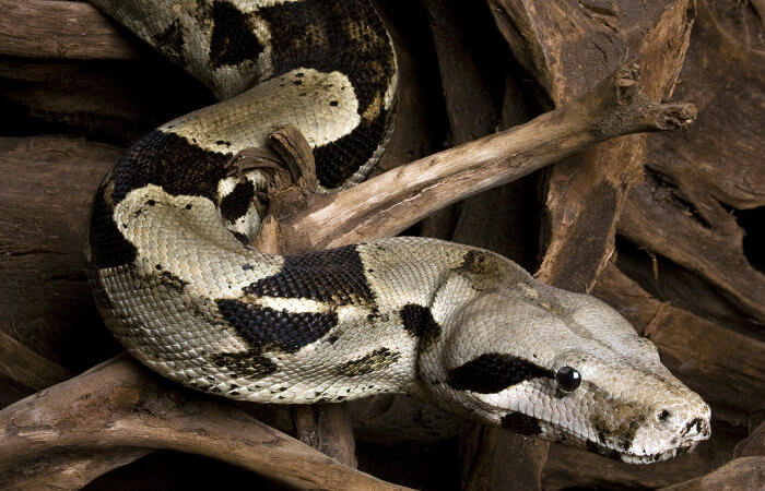 Veja características de cobras peçonhentas do Brasil e como identificá-las