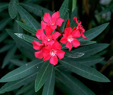 Nerium oleander (espirradeira), planta usada em ornamentação.