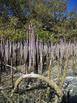 Raízes respiratórias no ambiente de mangue