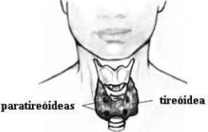 Localização das glândulas paratireóideas e tireóideas