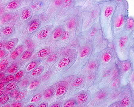 Nas células do tecido epitelial, são encontrados vários tipos de junções celulares