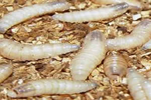 Na Antiguidade, acreditava-se que larvas de moscas eram vermes que nasciam a partir da matéria bruta