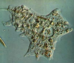 Ameba: parasita celular que causa a amebíase.