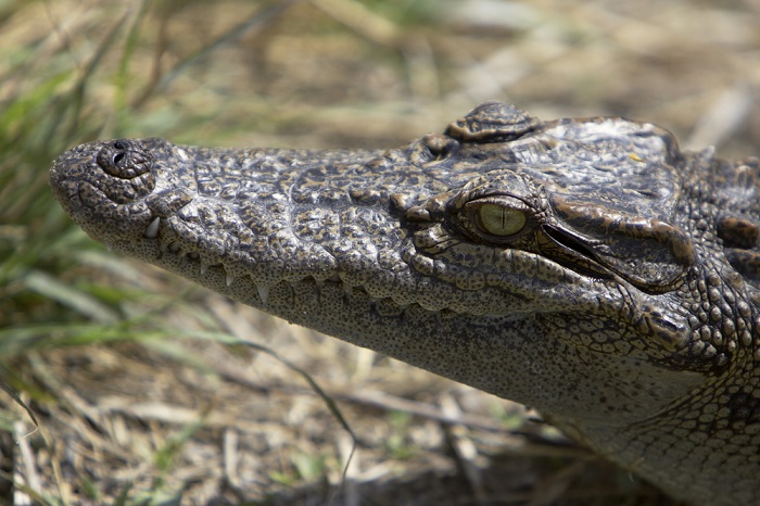 O focinho do crocodilo é mais afilado quando comparado ao jacaré