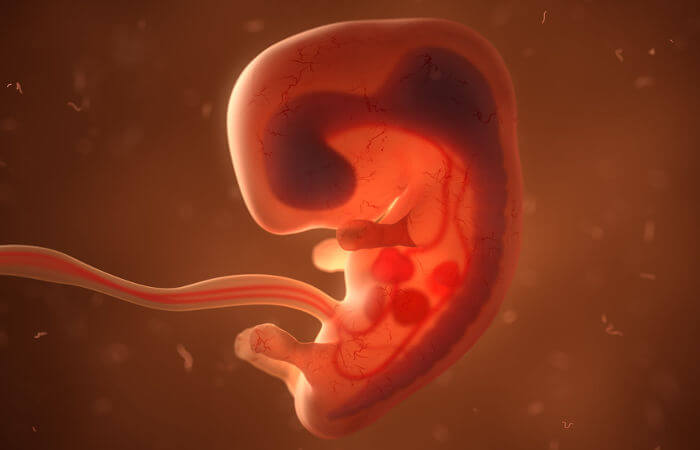A interrupção da gestação quando o feto não é capaz de sobreviver fora do útero é denominada de aborto.