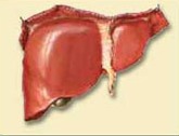 Hepatite, doença caracterizada por inflamação do fígado