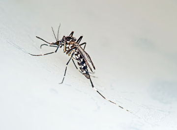 Mosquito <i>Aedes</i> Os mosquitos do gênero Aedes são responsáveis pela transmissão da febre Chikungunya
