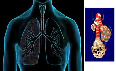 O pulmão e a hematose nos alvéolos: combinação do oxigênio com a molécula de hemoglobina.