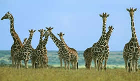 As girafas vivem em bandos.