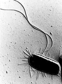Escherichia coli