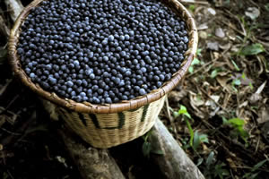 Açaí