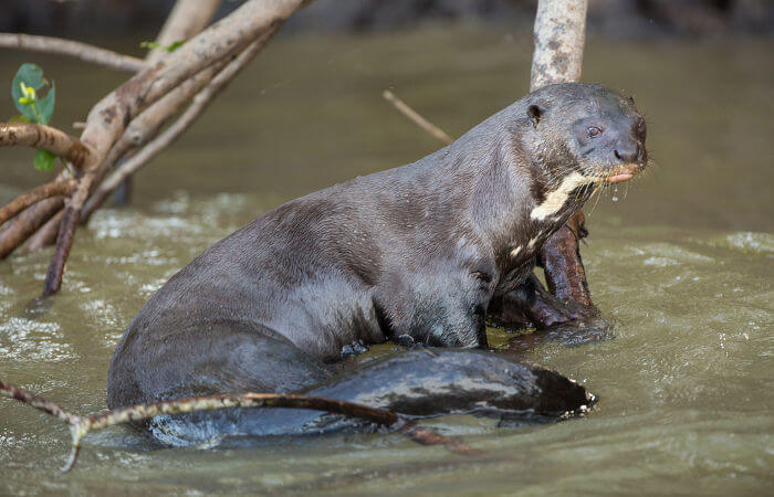 A ariranha é um mamífero carnívoro da família Mustelidae.