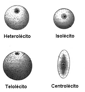 Tipos de óvulos e a distribuição de vitelo.
