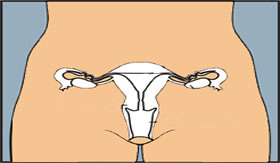 O que a menstruação diz sobre o organismo feminino.