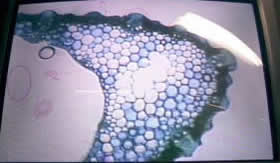 Corante azul de metileno destaca células para observação.
