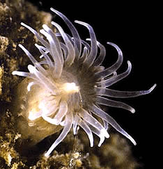 Anêmona-do-mar