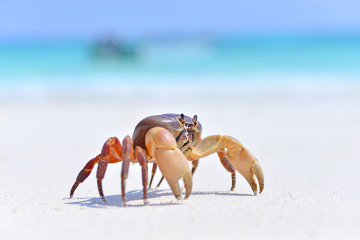 O caranguejo é um exemplo de crustáceo encontrado frequentemente em regiões litorâneas