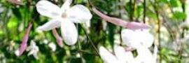 Flor: estrutura típica das angiospermas.