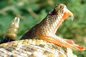 Cascavel: serpente peçonhenta brasileira. 