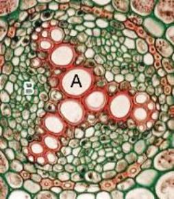 Corte transversal numa raiz de uma dicotiledônea. A: xilema; B: floema.