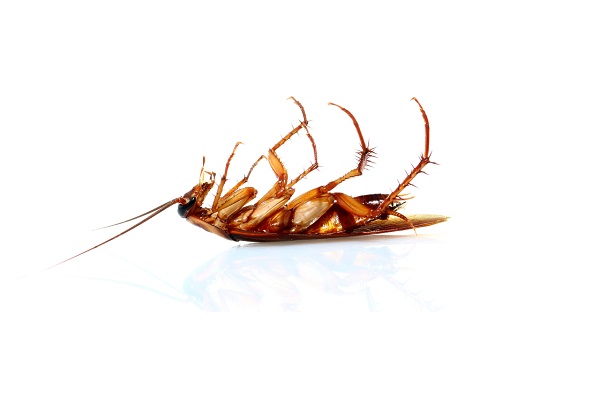 Os efeitos dos inseticidas podem explicar por que as baratas morrem de barriga para cima.