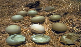 DDT provoca má formação de ovos.
