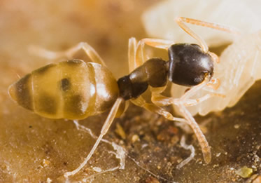 A formiga Tapinoma melanocephalum, conhecida como formiga-fantasma, é uma das espécies de formigas encontradas nos hospitais brasileiros