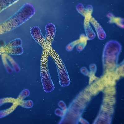 Alterações cromossômicas numéricas ocorrem quando o número de cromossomos em uma espécie apresenta-se maior que o normal