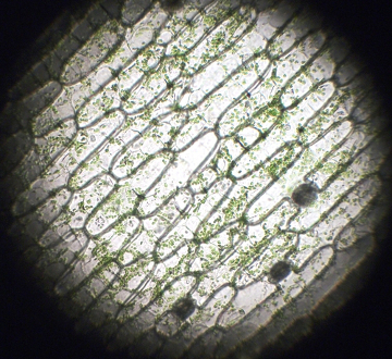 Nesse corte é possível observar as paredes celulares delimitando a célula