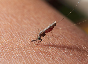 Mosquito Anopheles: hospedeiro da malária
