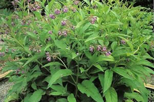 O confrei é uma planta herbácea