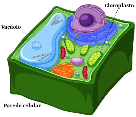 A célula vegetal apresenta parede celular, vacúolo e plastídios