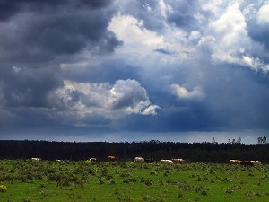 Área de campo no Rio Grande do Sul.