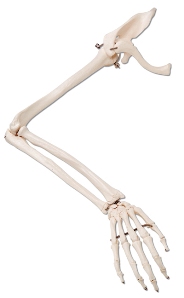 Cada membro superior humano é constituído de 32 ossos.