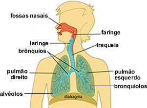 Principais componentes do sistema respiratório humano
