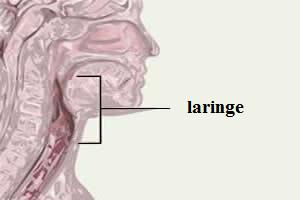 Laringe: um importante órgão respiratório e fonador. 